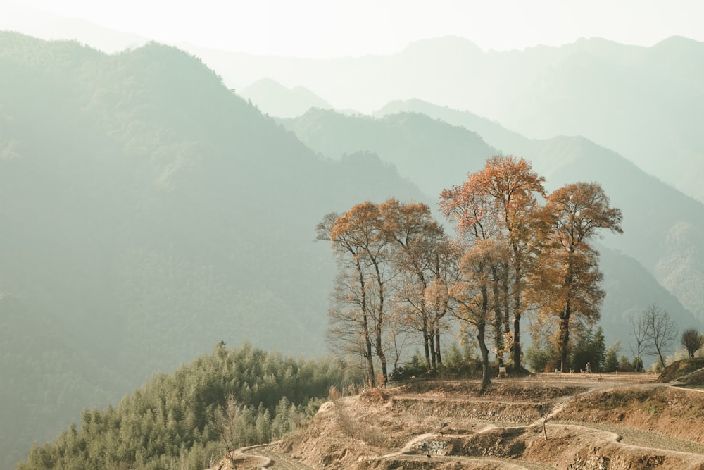 árvores de folhas marrons perto da montanha