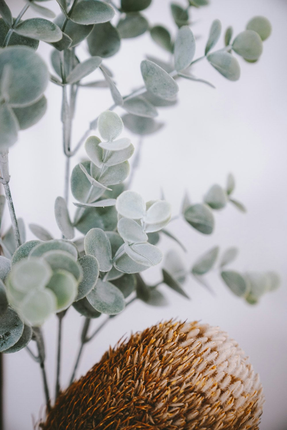 green-leafed plant