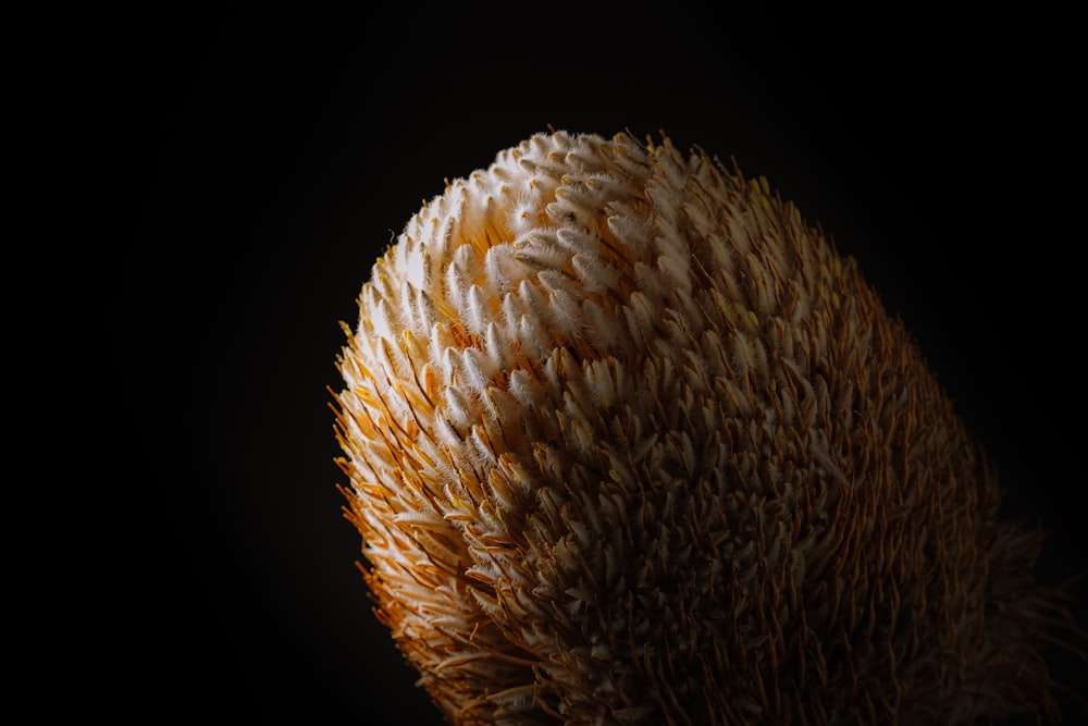 closeup photography of white and orange flower