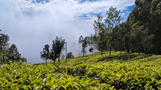 A serene tea plantation with lush green hills under a clear blue sky.