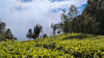 A serene view of rolling tea plantations under a cloudy sky in the Nilgiris.