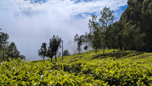 A tranquil view of the bungalow’s veranda overlooking the misty tea plantations at dawn.