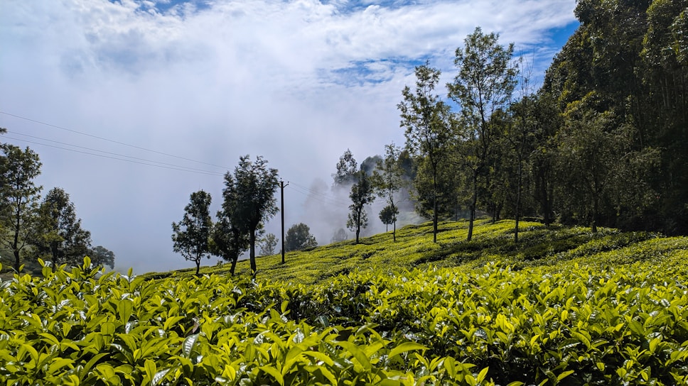 A serene tea plantation in Sri Lanka with mist rolling over lush green hills at sunrise.