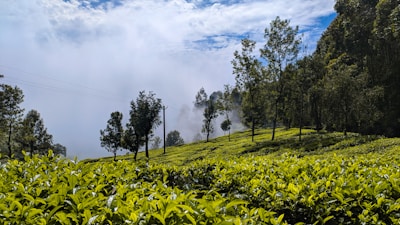 A lush, green tea plantation stretches across rolling hills under a partly cloudy blue sky. Tall trees stand interspersed among the tea bushes, and mist rises in the background, creating a serene and tranquil atmosphere.