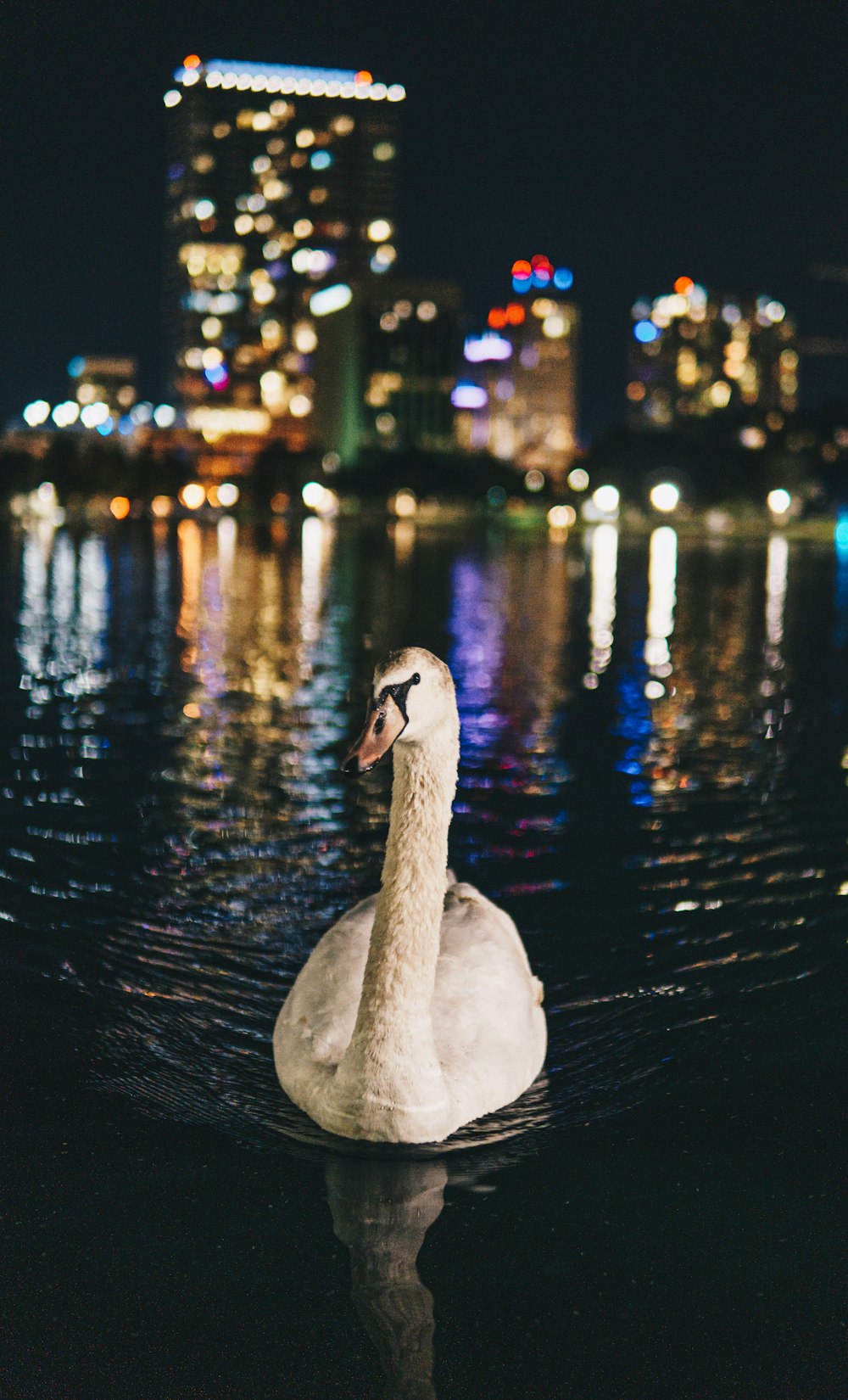 white duck floating on body of water near the city during night
