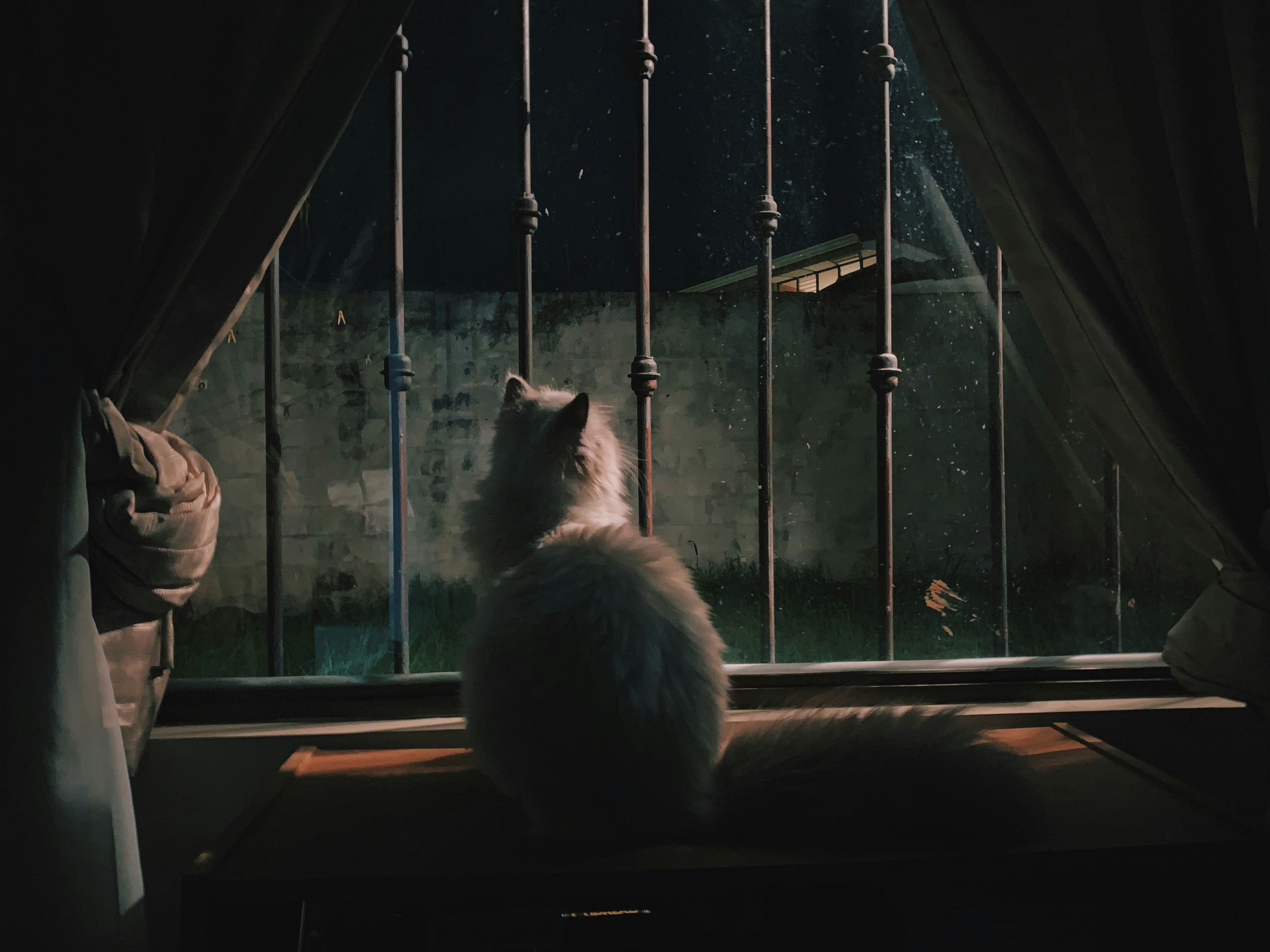 Ketahui 3 Sebab Kucing Suka Buat Bunyi Bising Waktu Malam