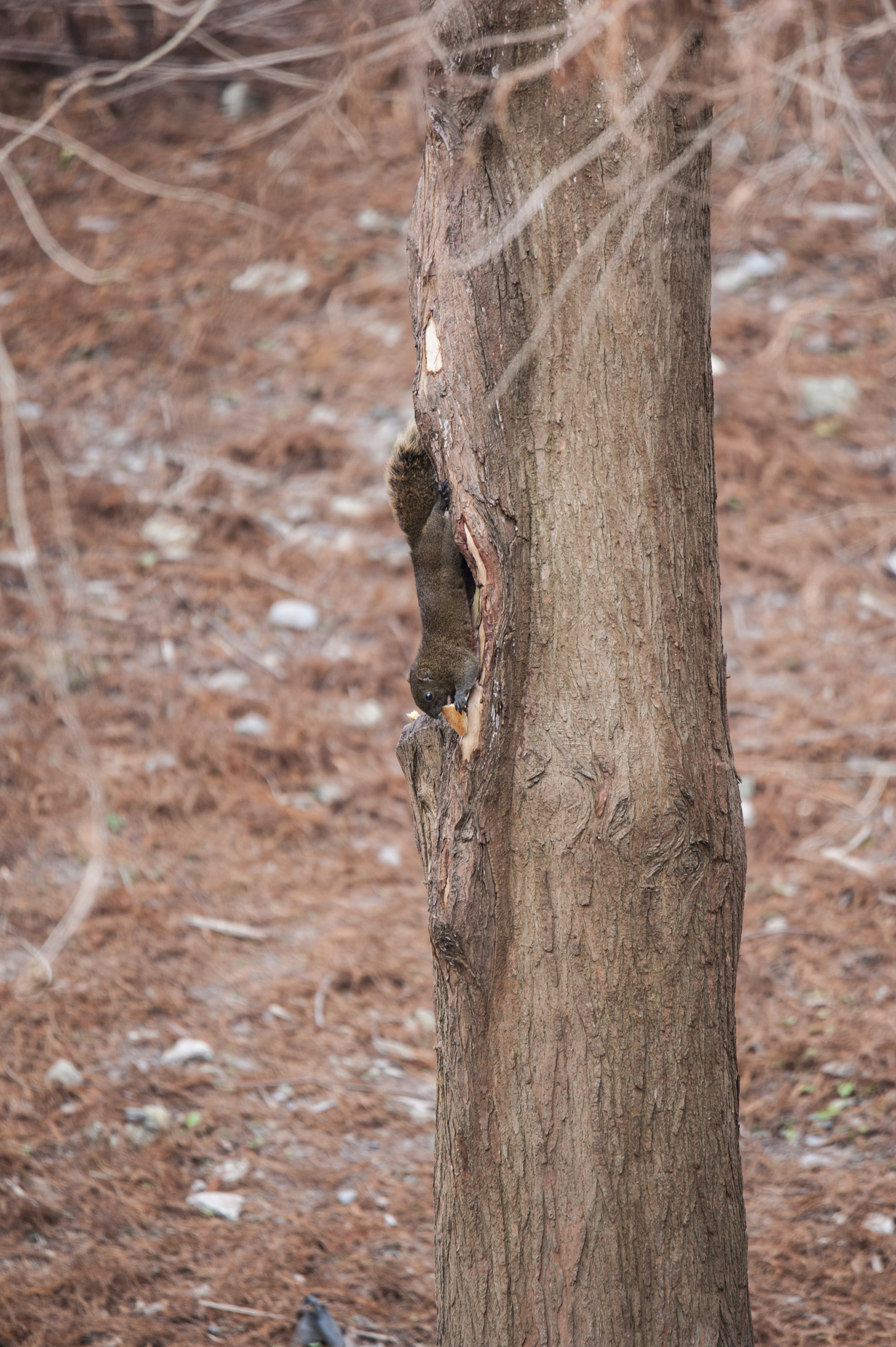 rongeur brun sur tronc d’arbre