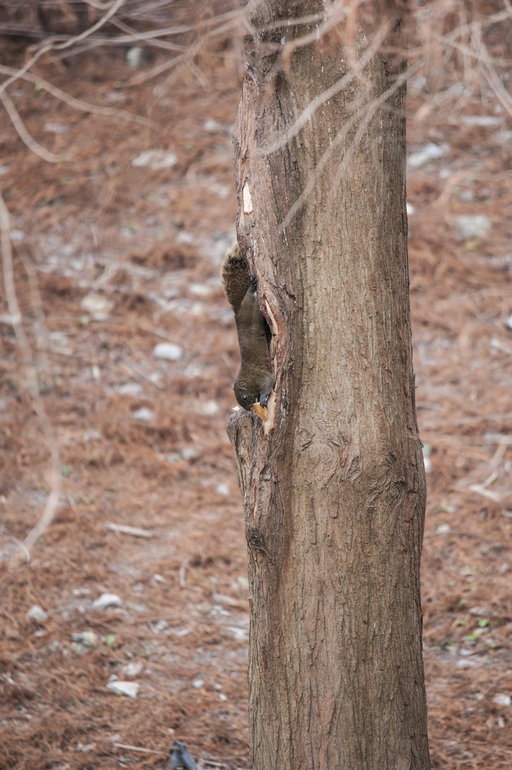 brown rodent on tree trunk