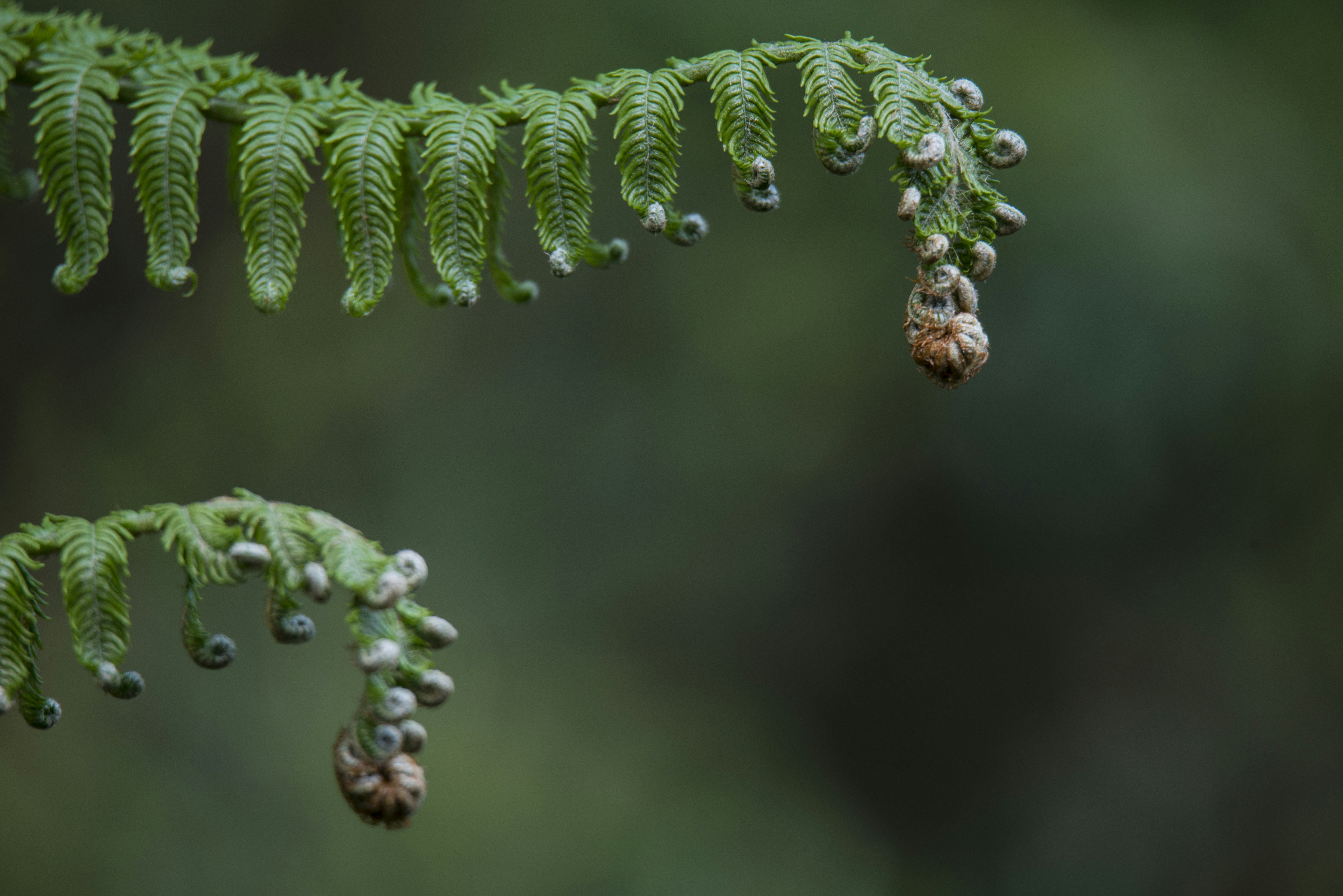 brun I = chenille sur feuille verte
