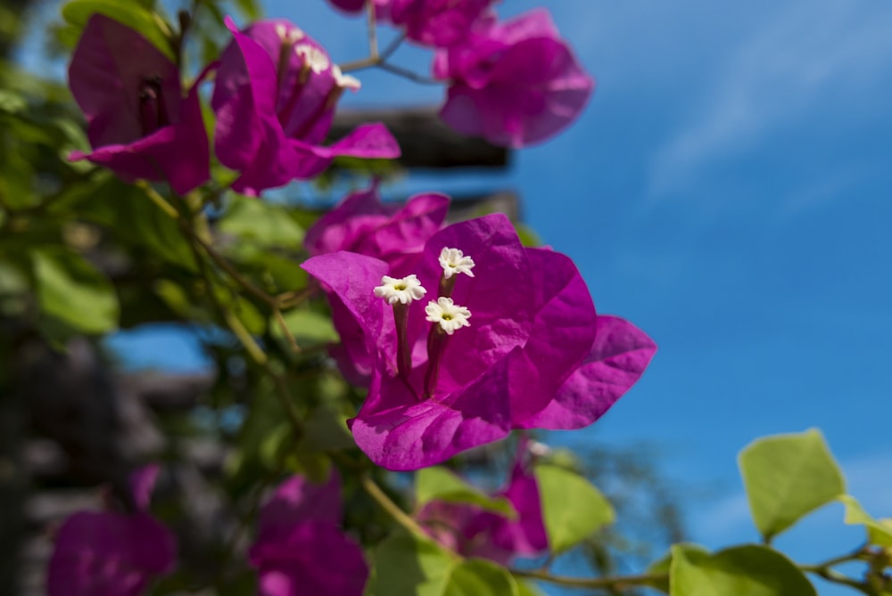 selective focus photography of pink bougainvillea flowers