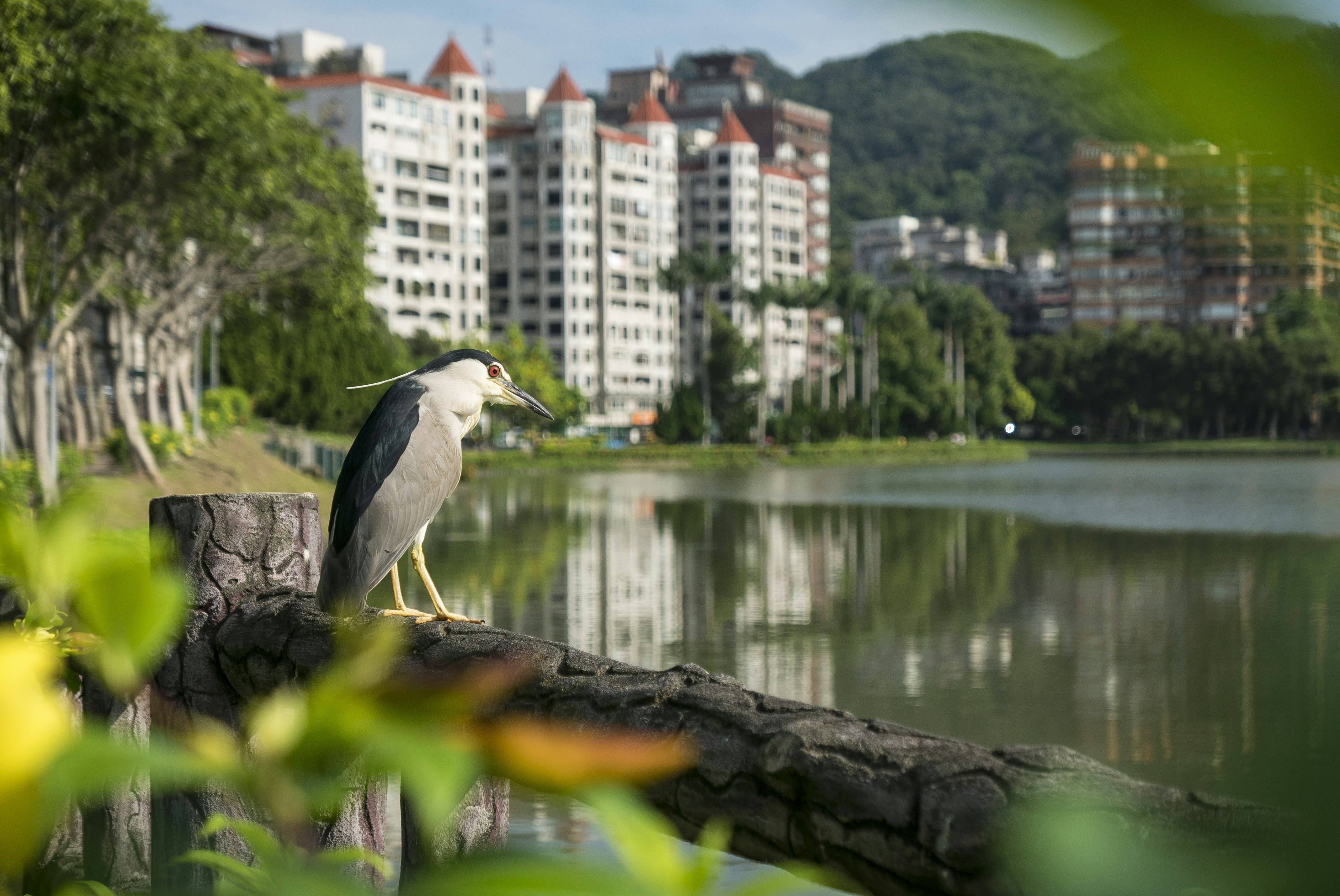 Photographie sélective d’un oiseau gris à long bec sur une branche d’arbre près d’un plan d’eau