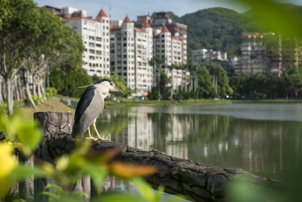 selective focus photography of long-beaked gray bird on tree branch near body of water