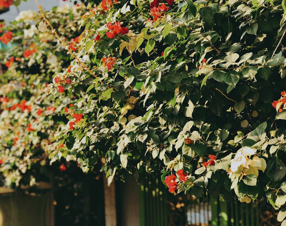 selective focus photography of red petaled flowers on black fence during daytime