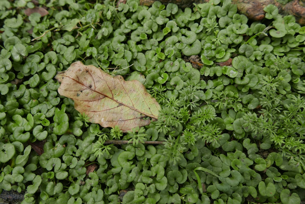 brown leaf on green plants