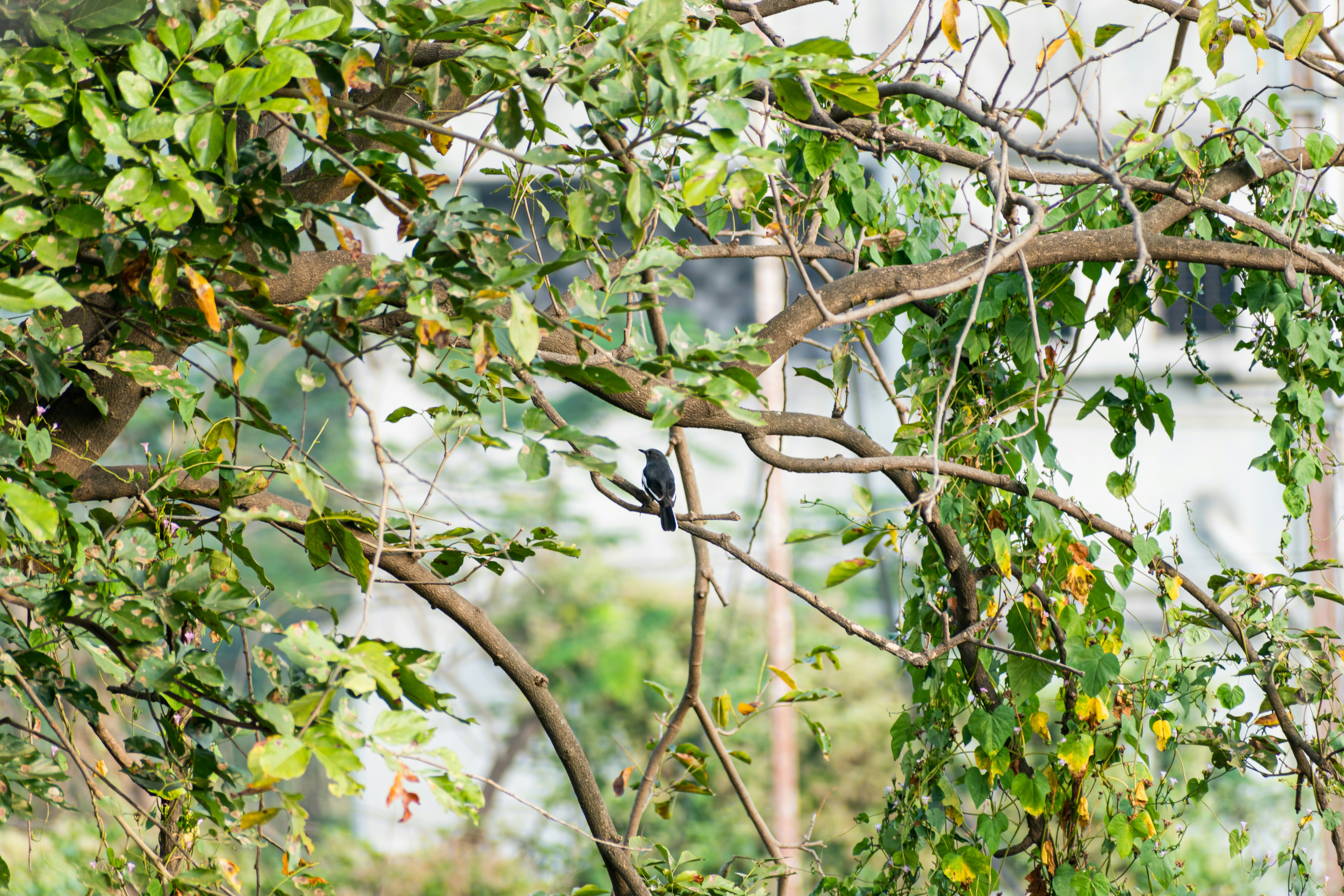 Photo by adityachache