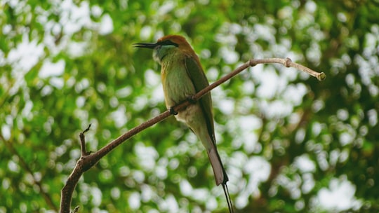 long-beaked bird perching on twig in Sundargarh India