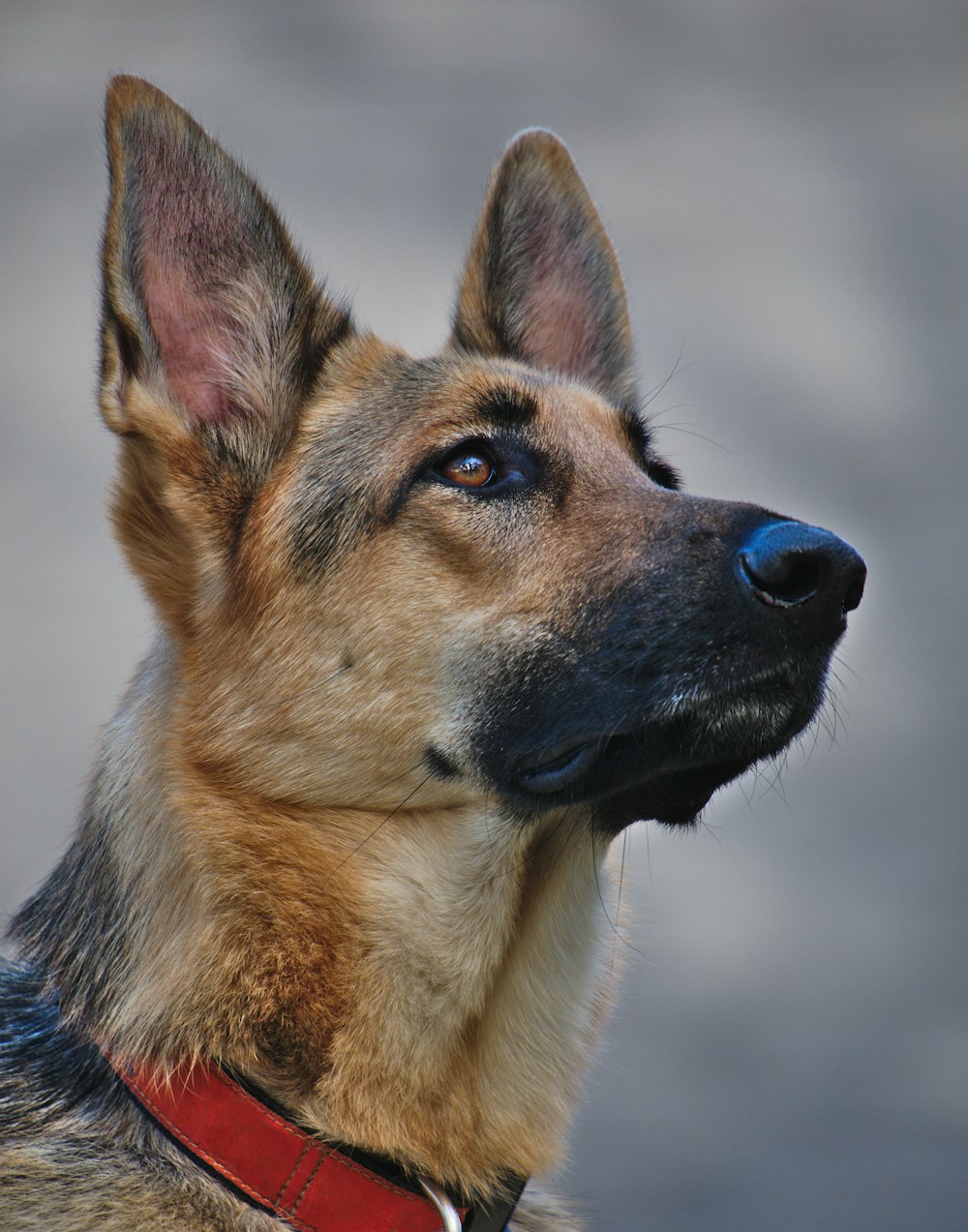 chien brun et noir