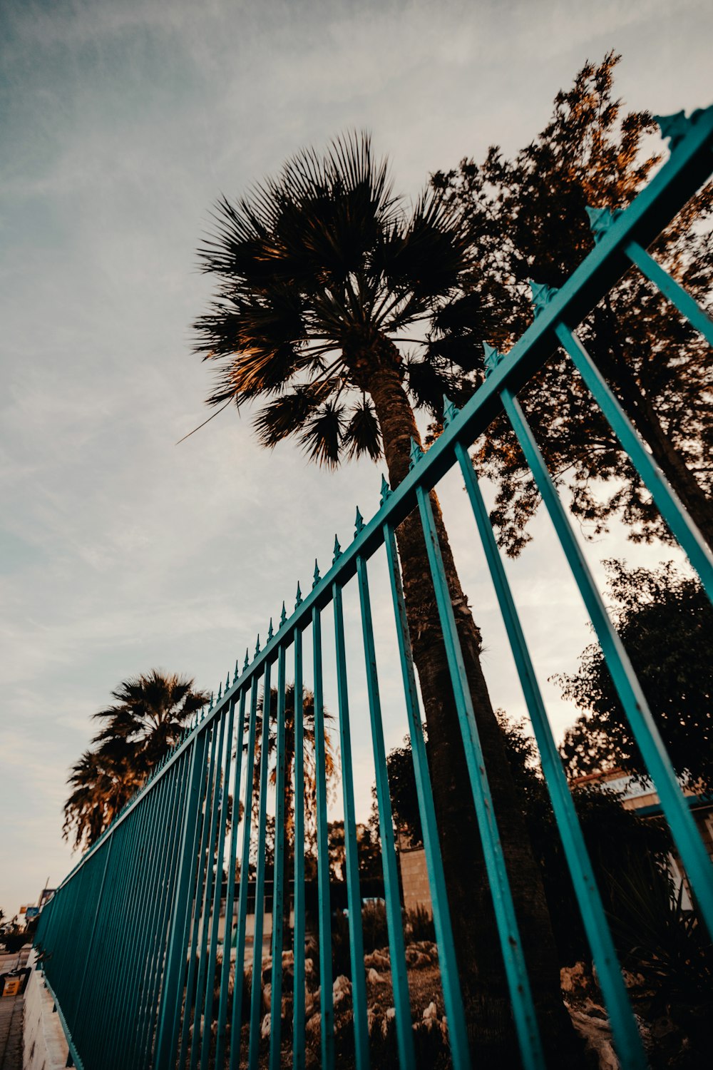 fan palm tree near blue metal fence
