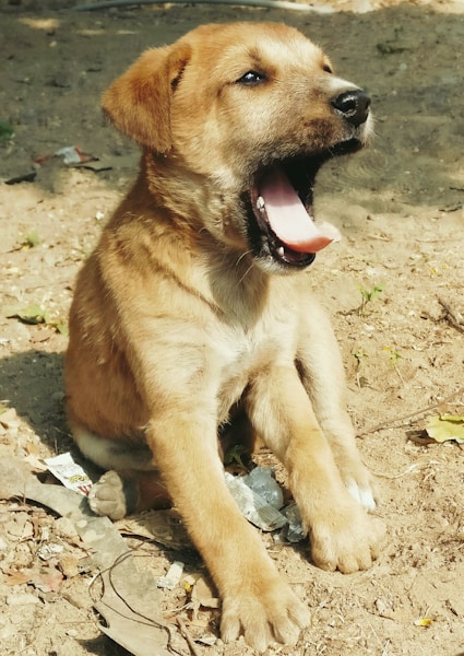 Adolescent Dog Training: Surviving the Teenage Phase (6-18 Months)