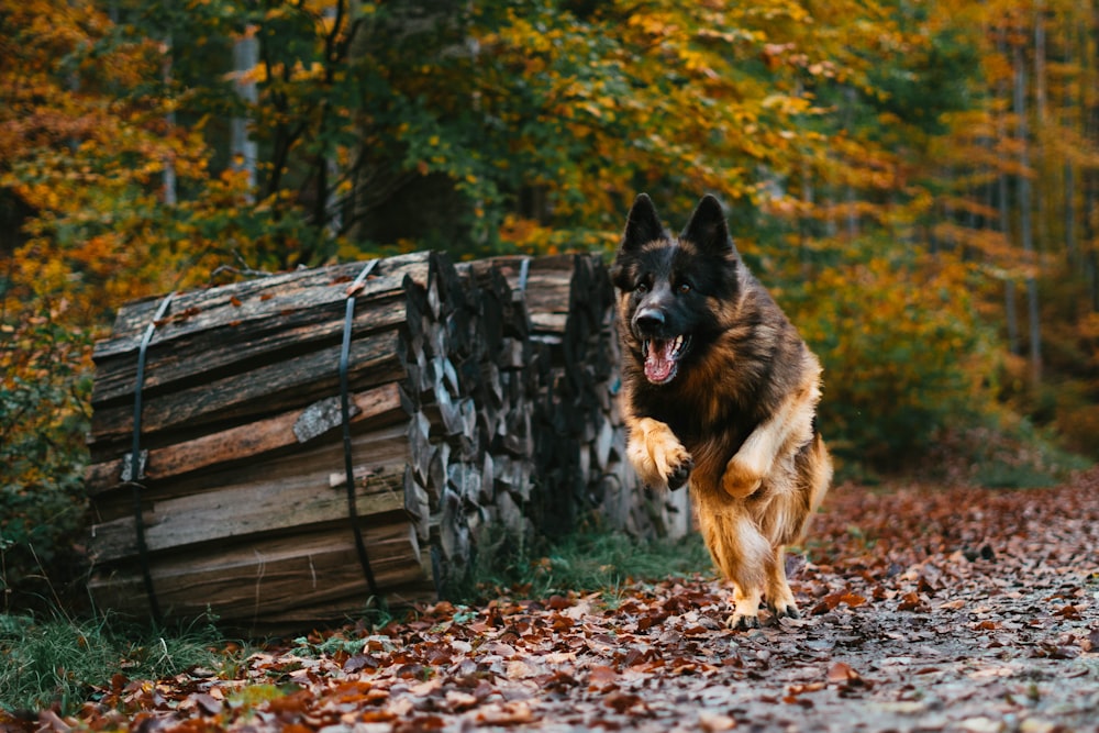 brown German shepherd on roadway beside trees