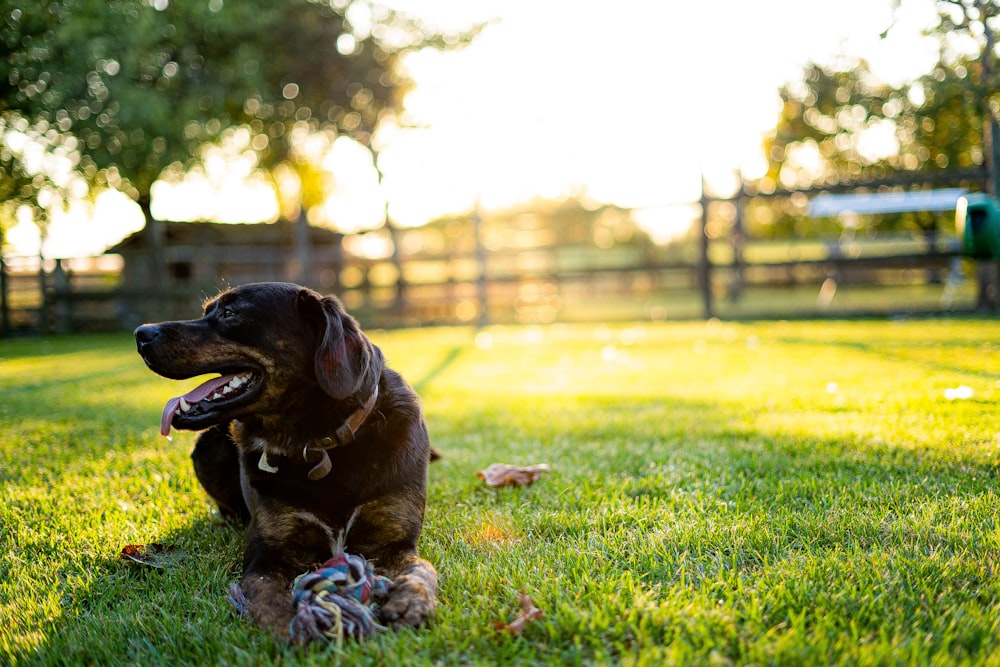 selective focus photography of short-coated dog sitting on green grass