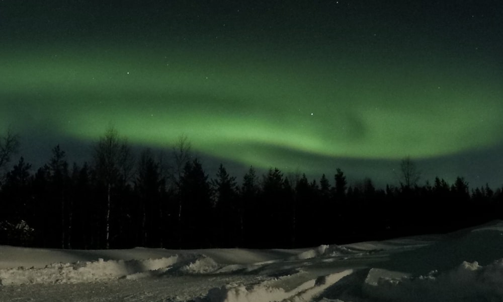 silhouette of trees under Aurora Borealis