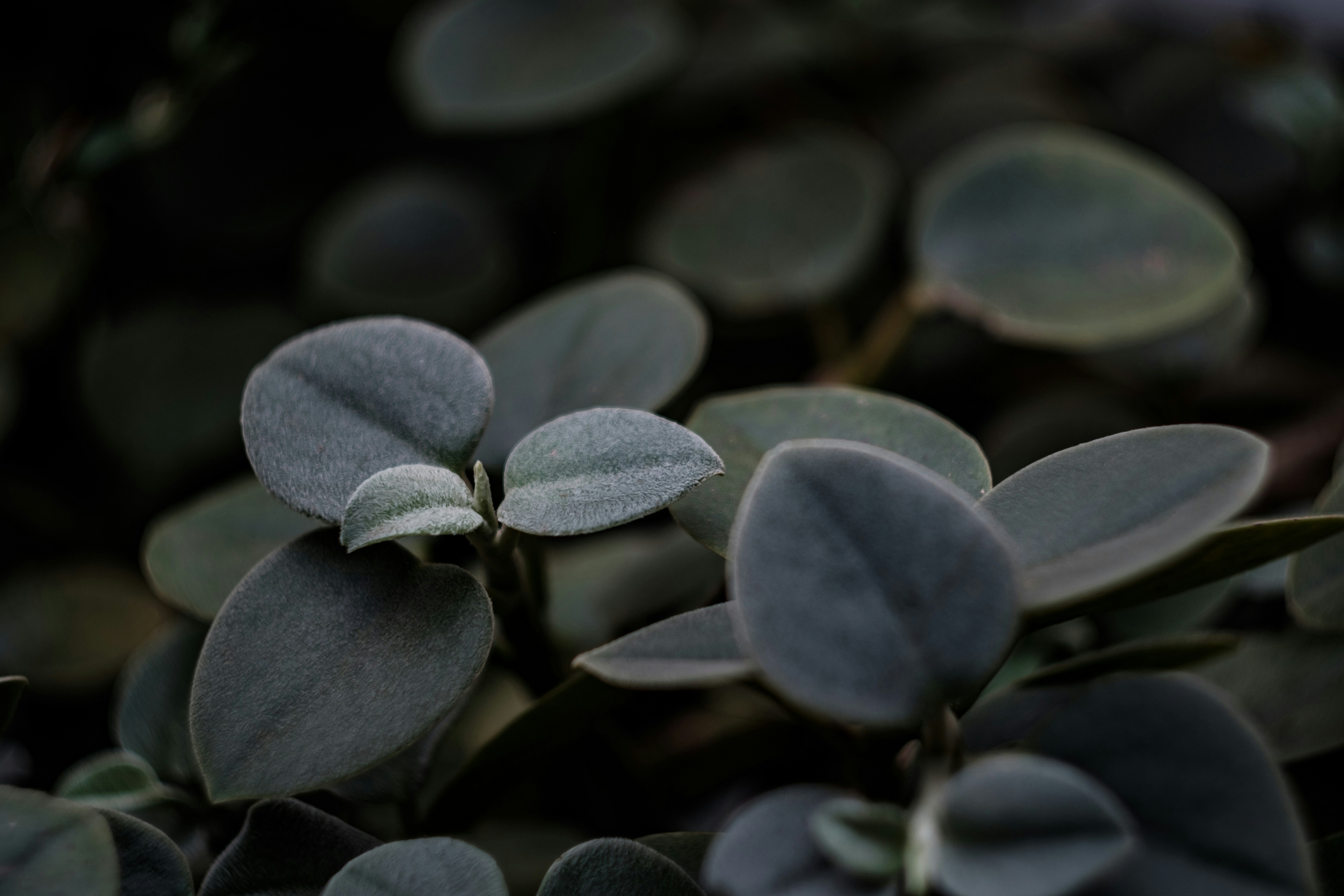 Free Leaf Image On Unsplash