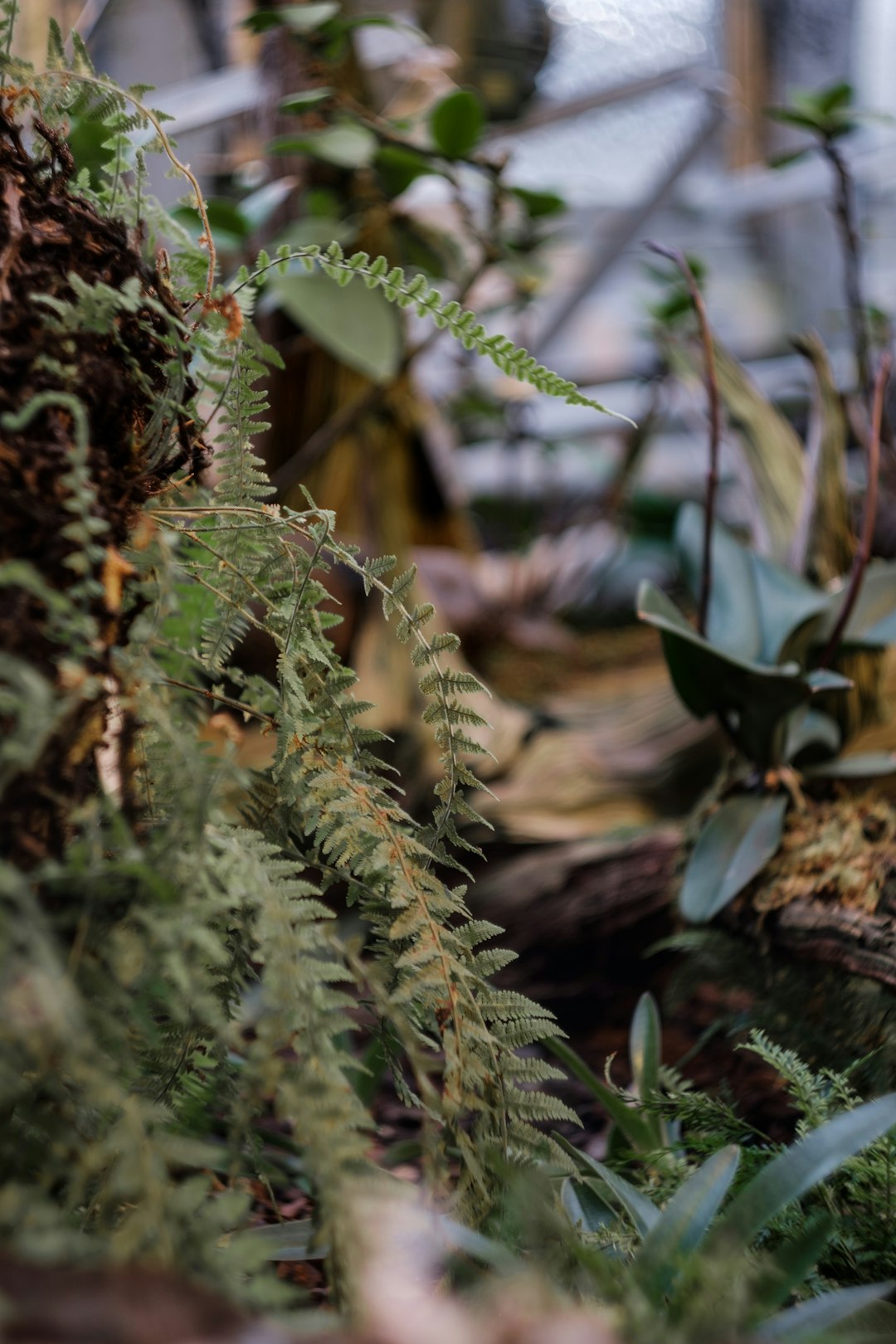 green and brown plant during daytime