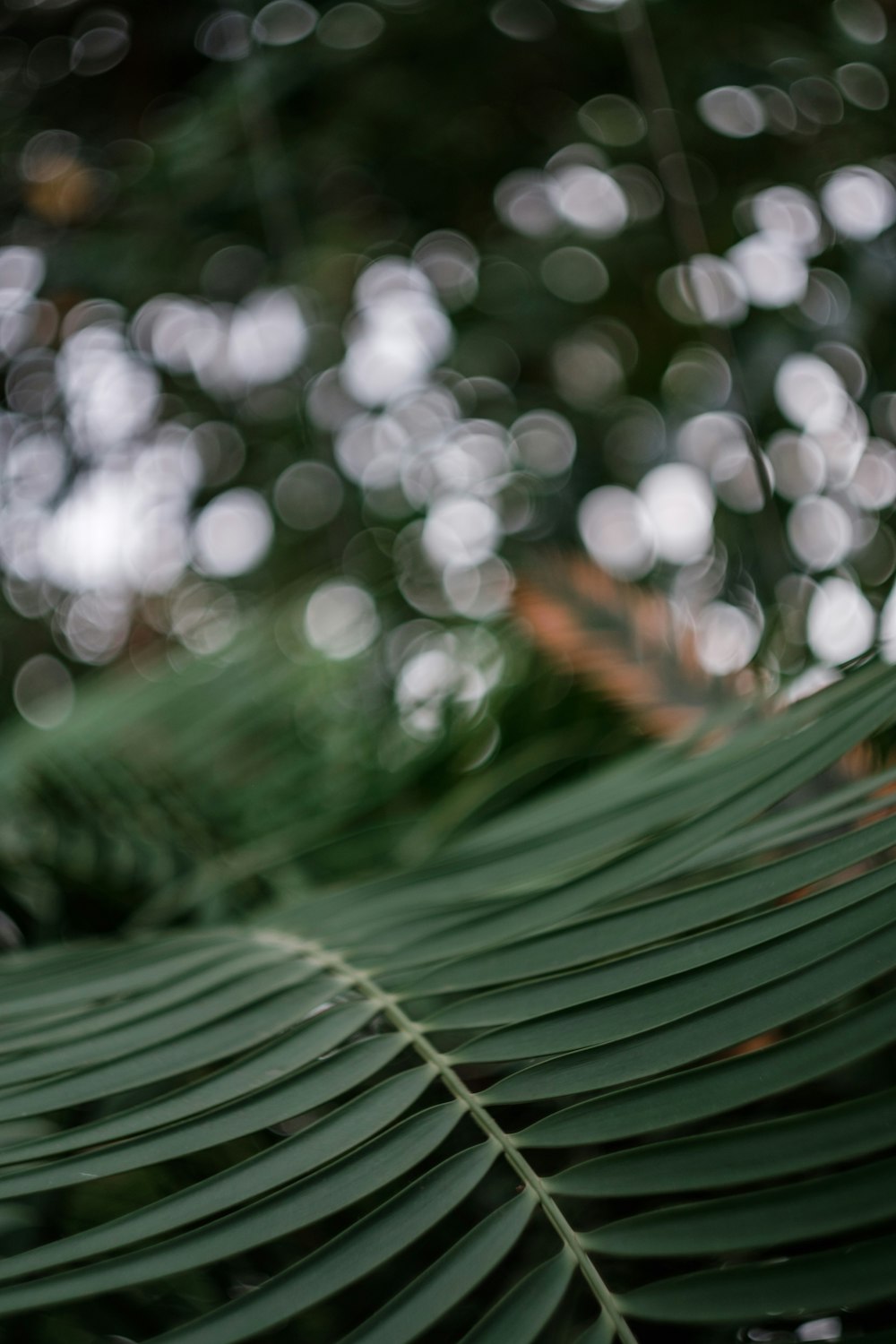 green banana leaf