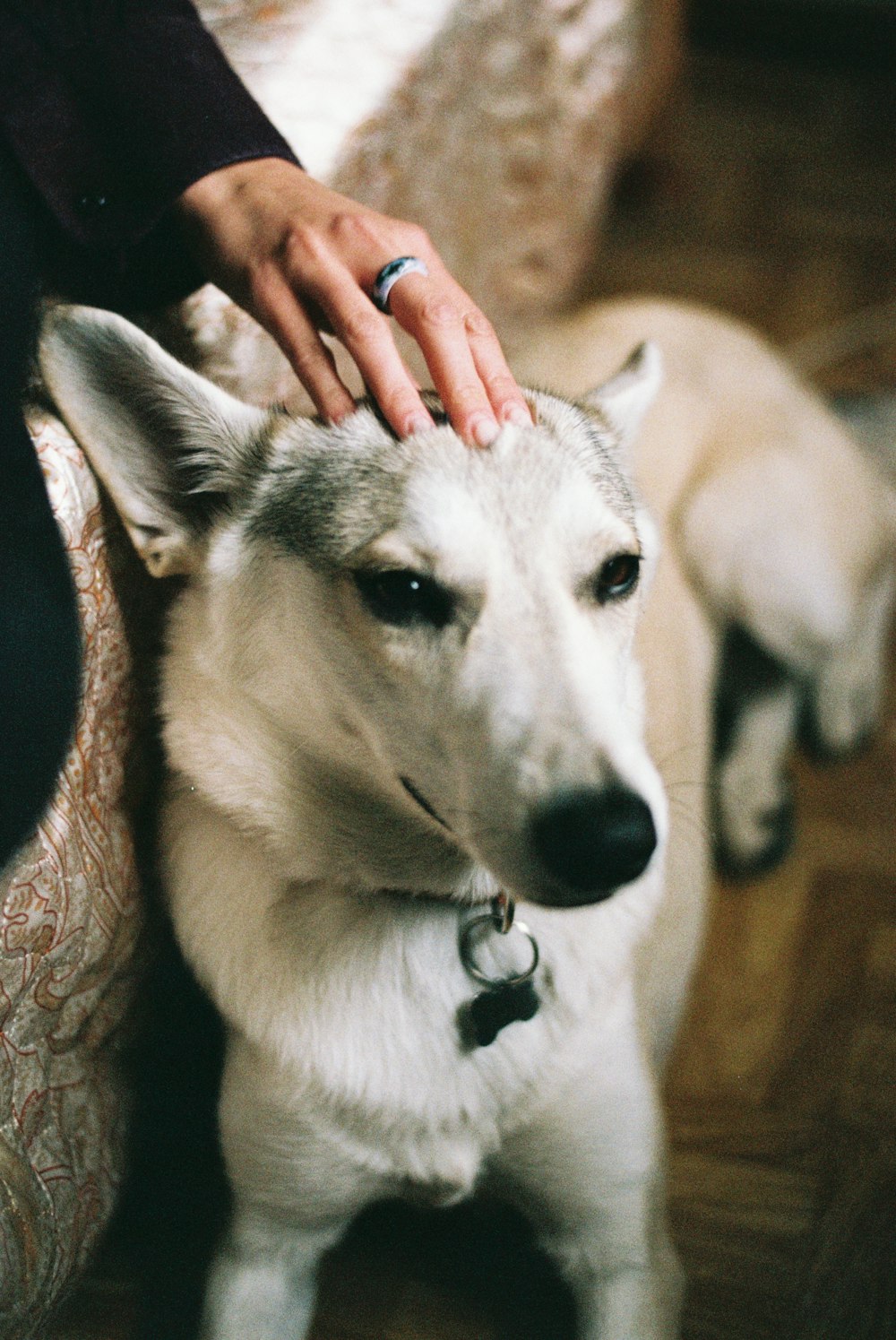 white and gray dog