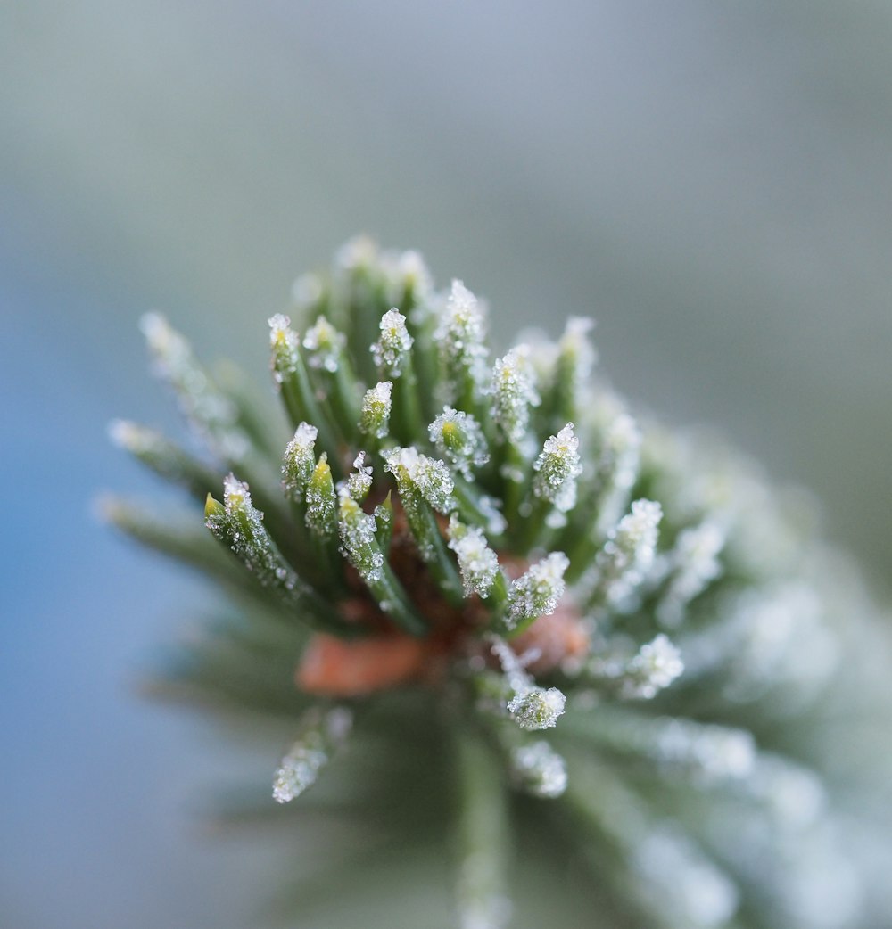 green-leafed plant