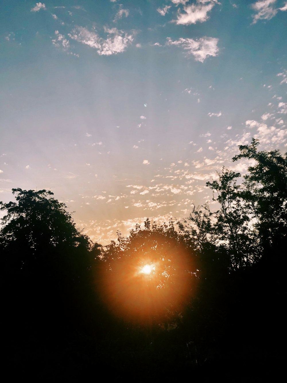 silhouette of trees during golden hour