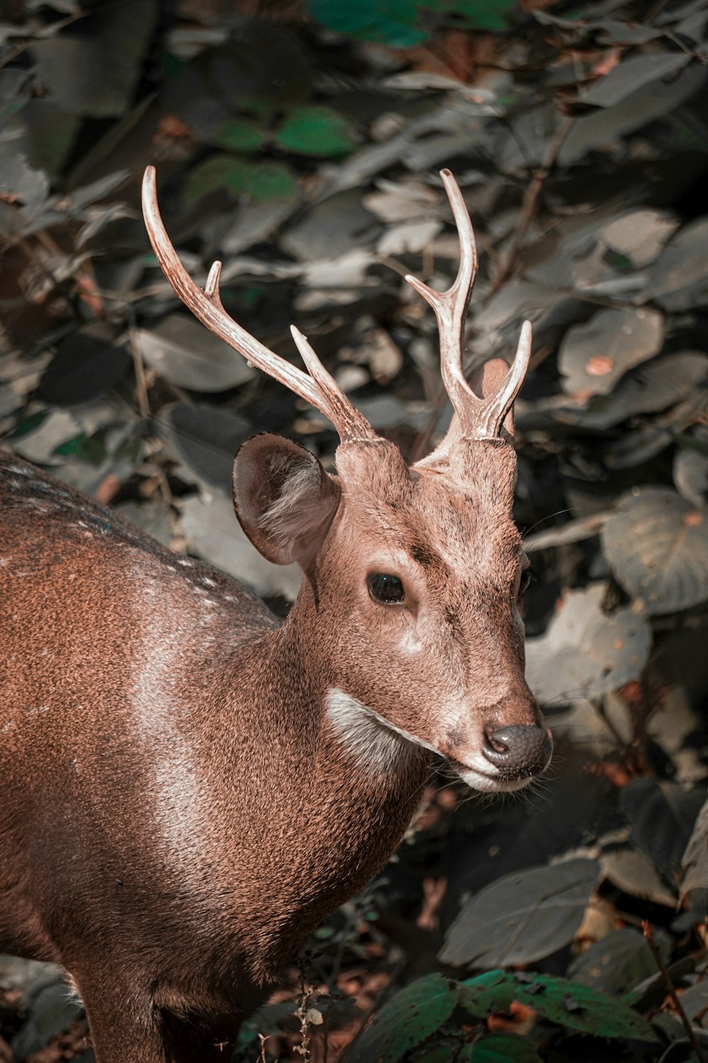 brown deer near plants