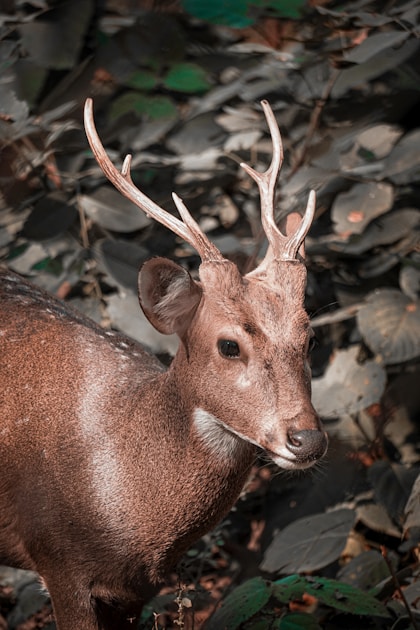 Record-class whitetail buck in an Illinois river bottom during the November rut