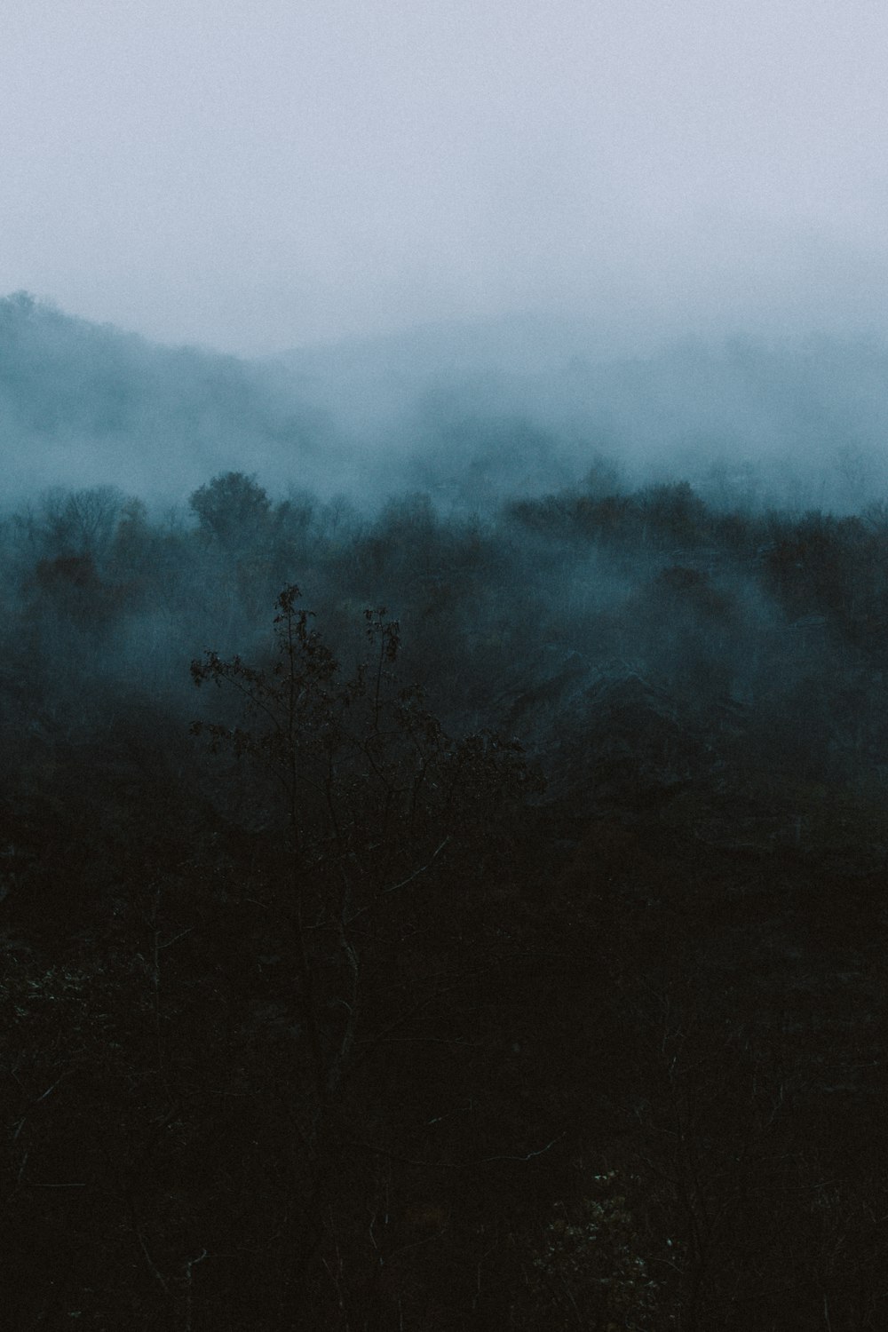 Photographie aérienne de Green Forest