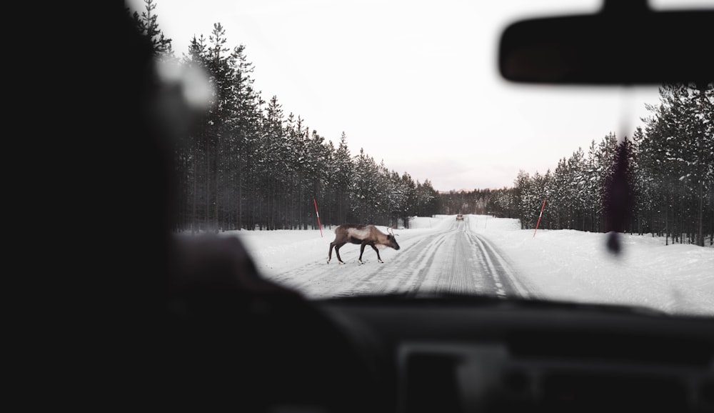 brown moose crossing on road