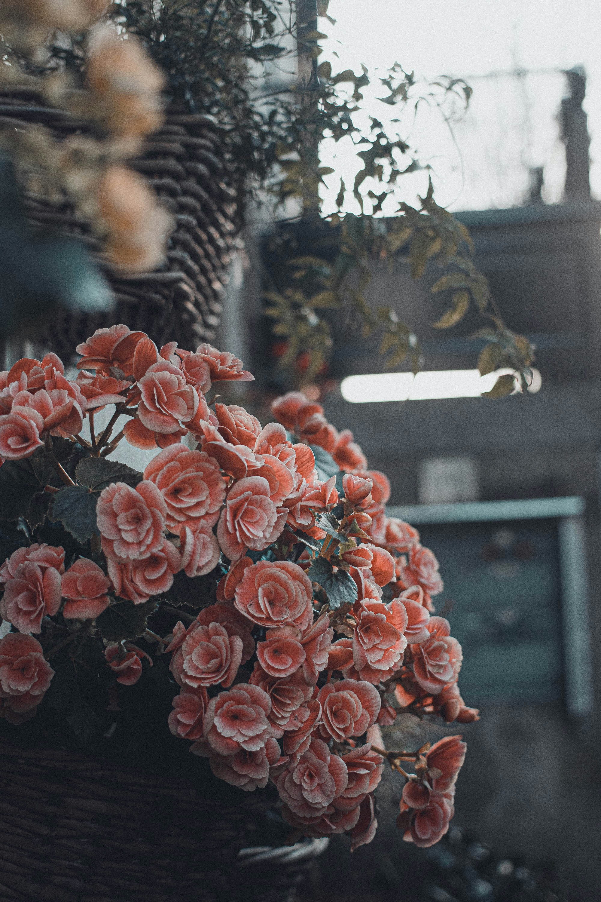 Bouquet Of Flowers On Black Metal Fence Photo Free Human Image On Unsplash