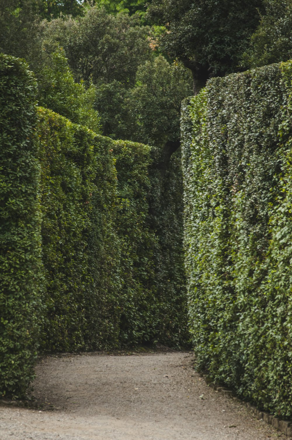 green plants