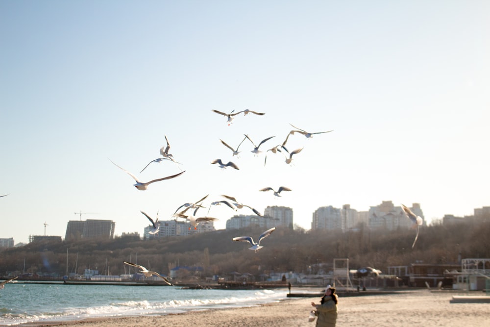 person standing on seashore looking up on flying birds