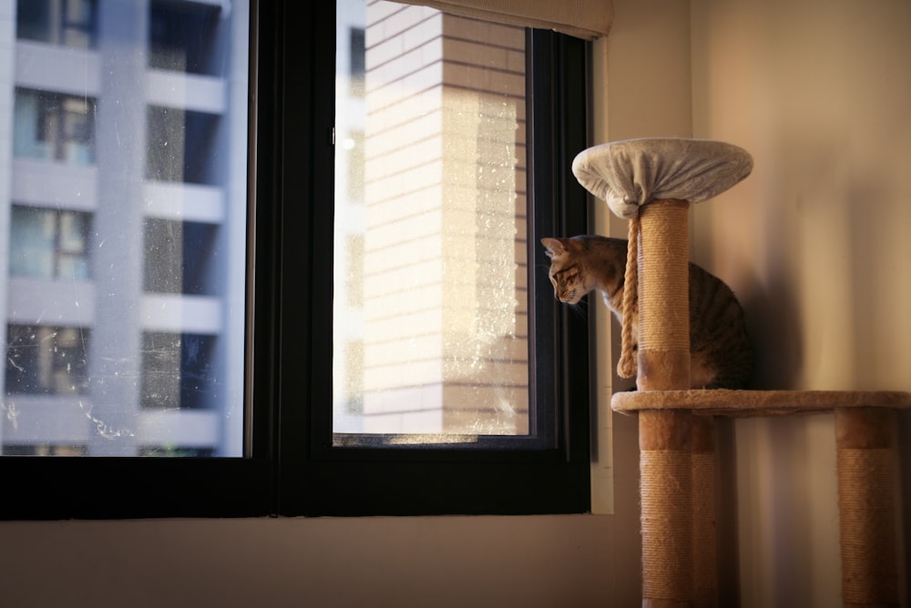 brown cat on cat tree near window