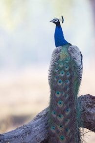 blue and green peacock