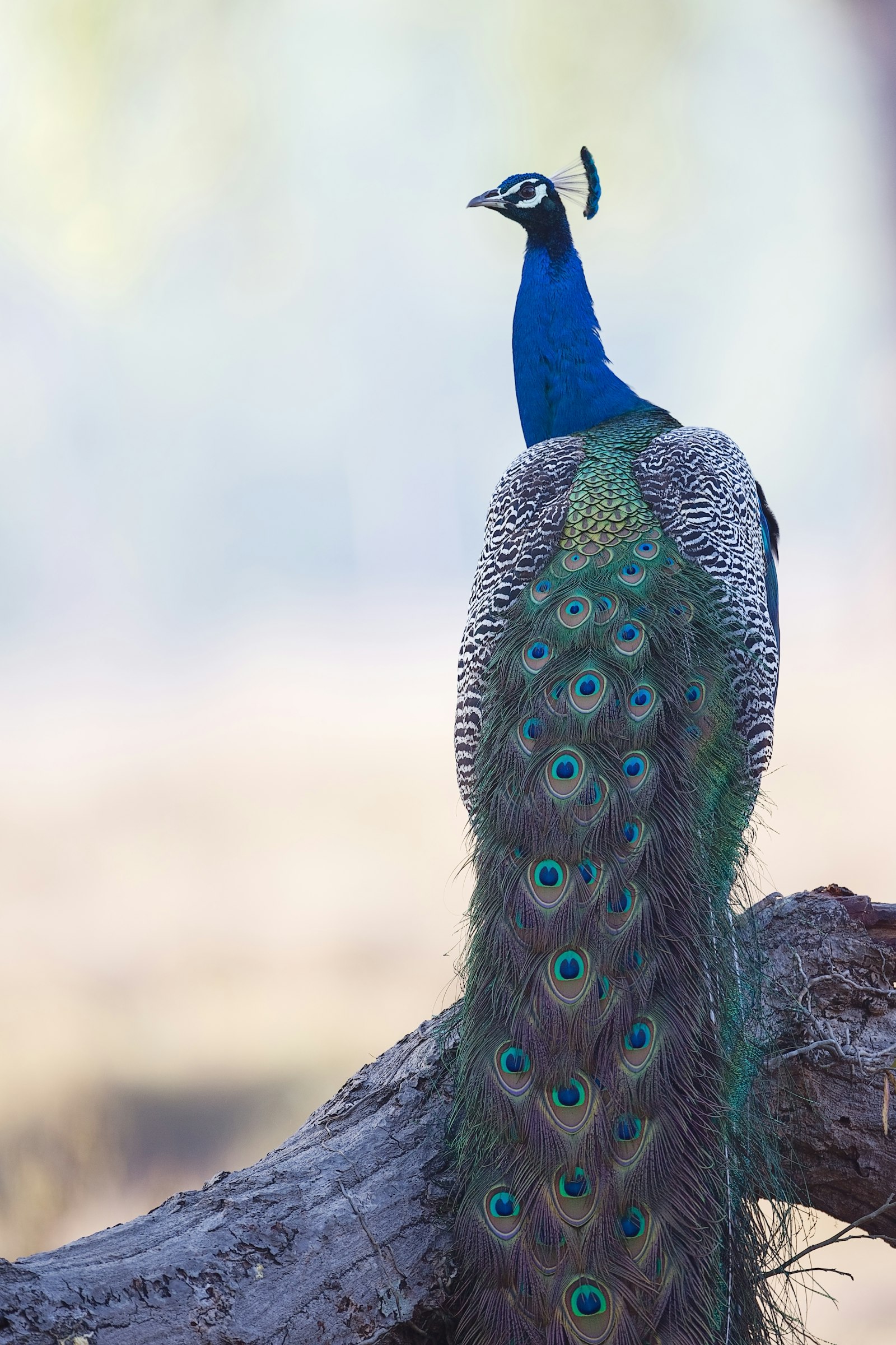 Canon EF 500mm F4L IS USM sample photo. Blue and green peacock photography