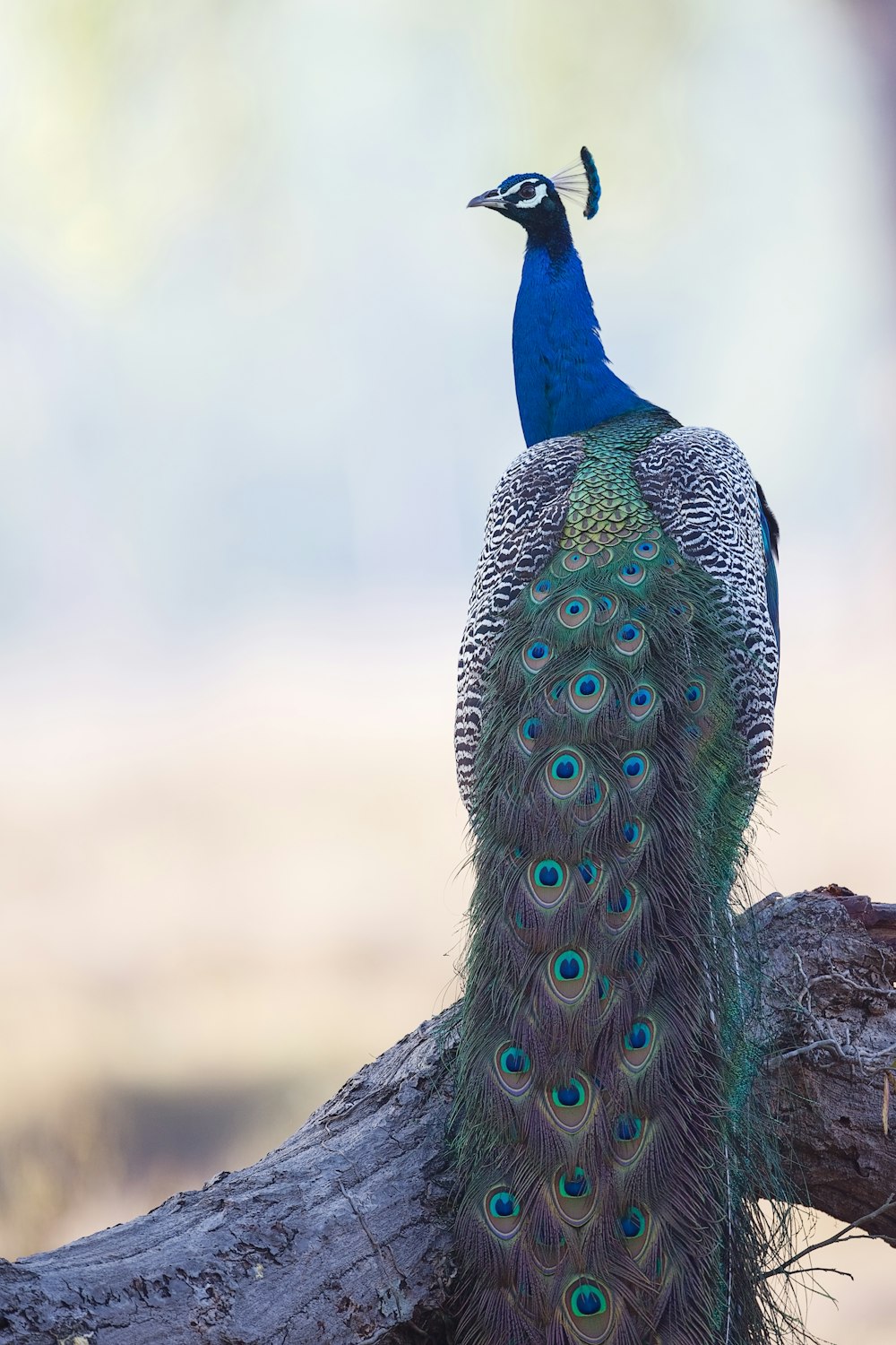 blue and green peacock