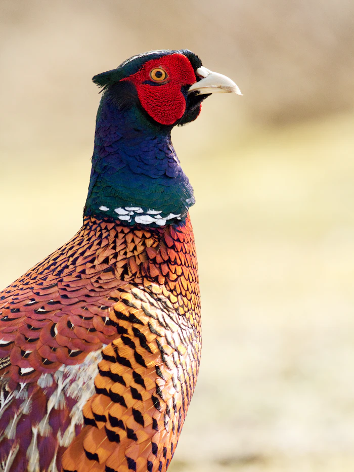 Upland Birds taxidermy by Outlaw Taxidermy