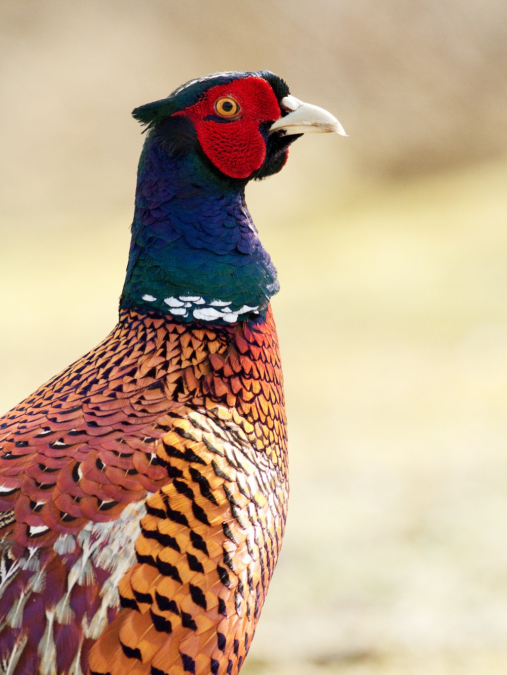 blue and orange pheasant in macro photography