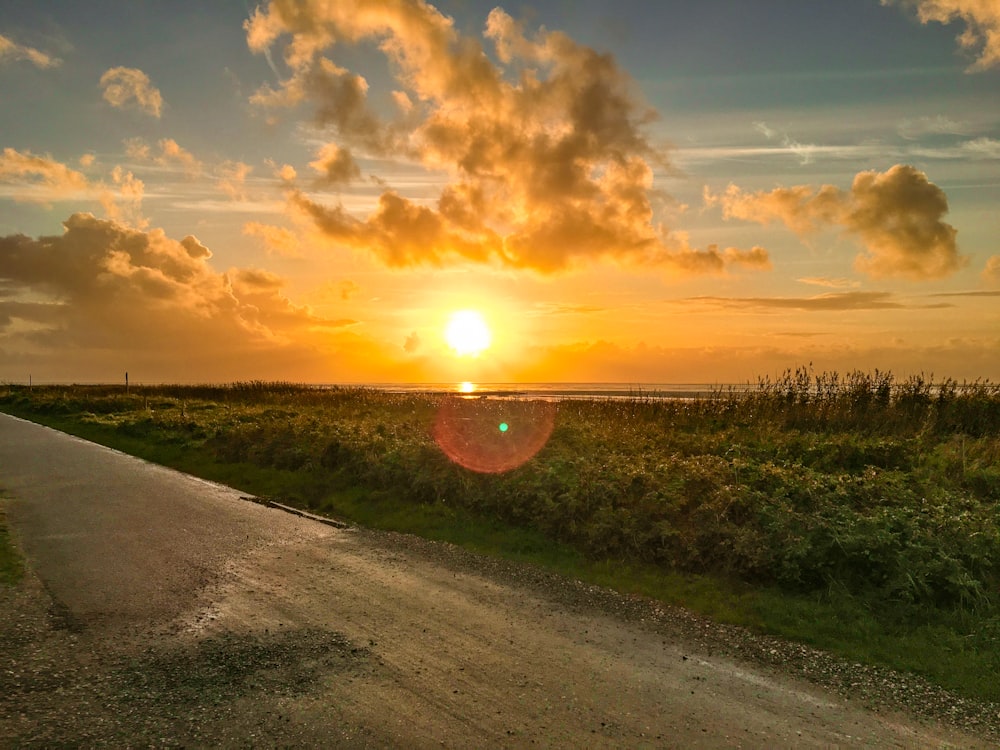 Piante verdi e Golden Hour