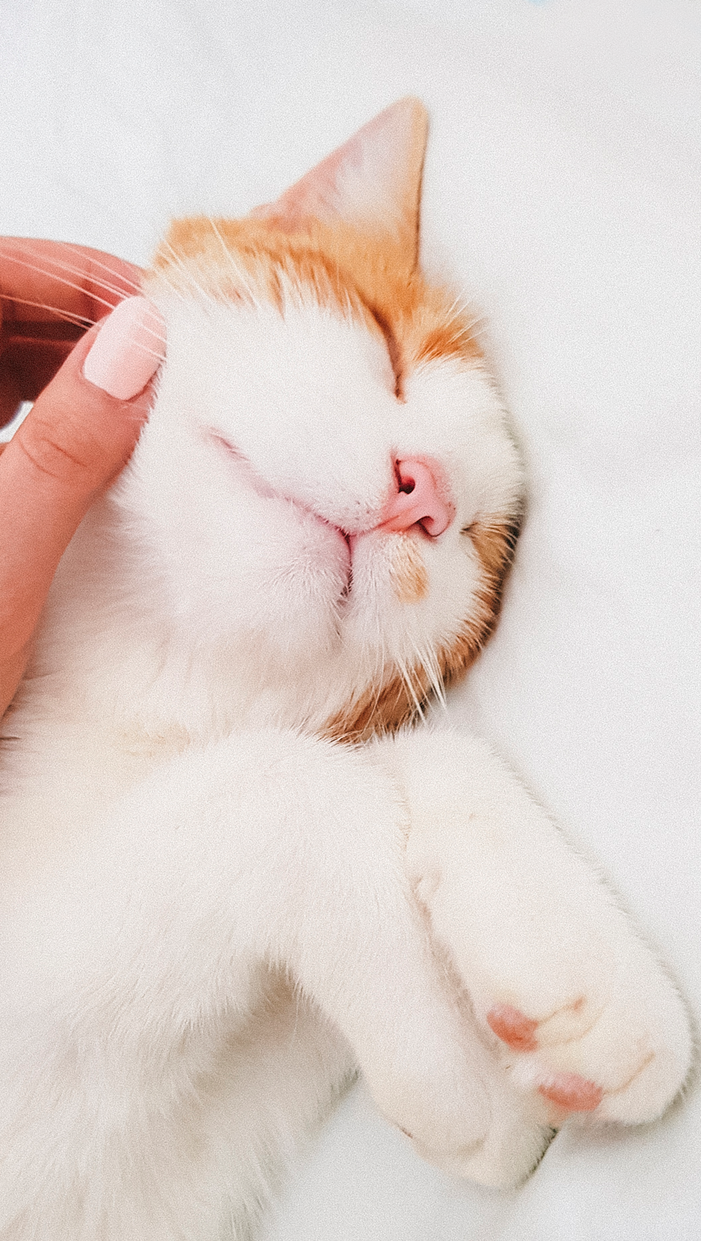 person holding white and orange cat lying on white textile