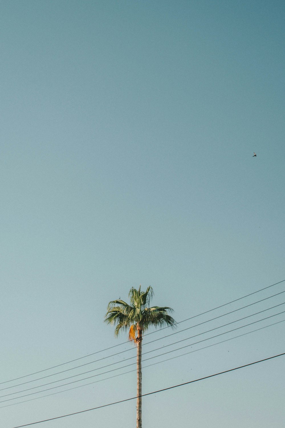 green coconut tree under blue sky