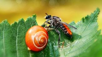 a close up of a snail and a fly on a leaf