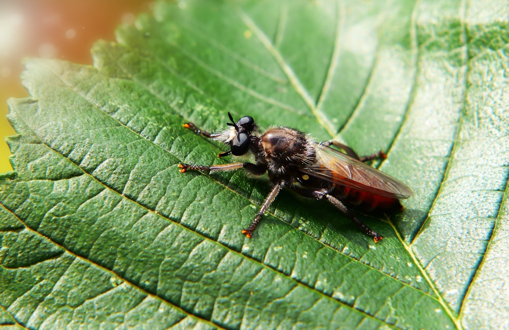 brown bee on green leaf